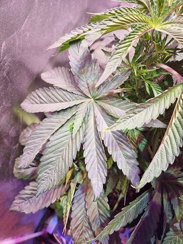 Growreport Bild 62