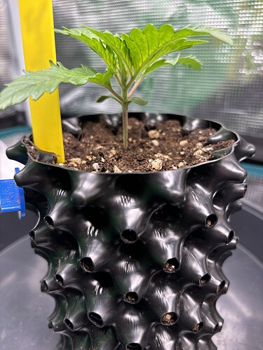Growreport Bild 45