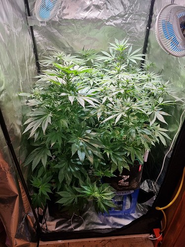 Growreport Bild 4