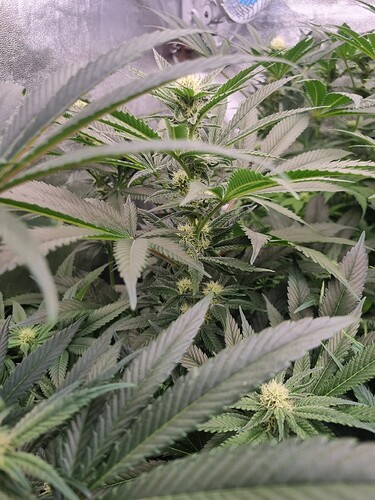 Growreport Bild 39