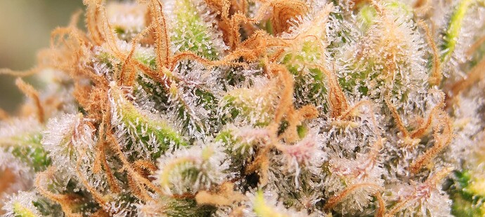 Growreport Bild 31