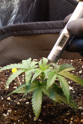 Eine junge Cannabispflanze wird mit einem Infrarot-Thermometer gemessen, das 25,9 Grad anzeigt.