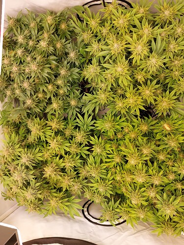 Growreport Bild 5