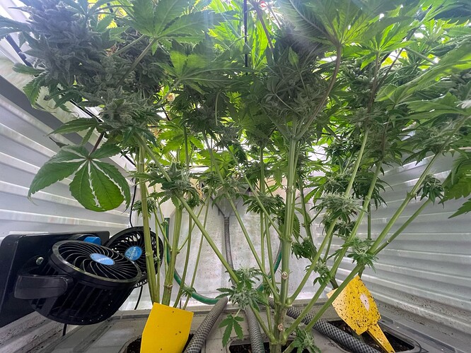 Growreport Bild 34