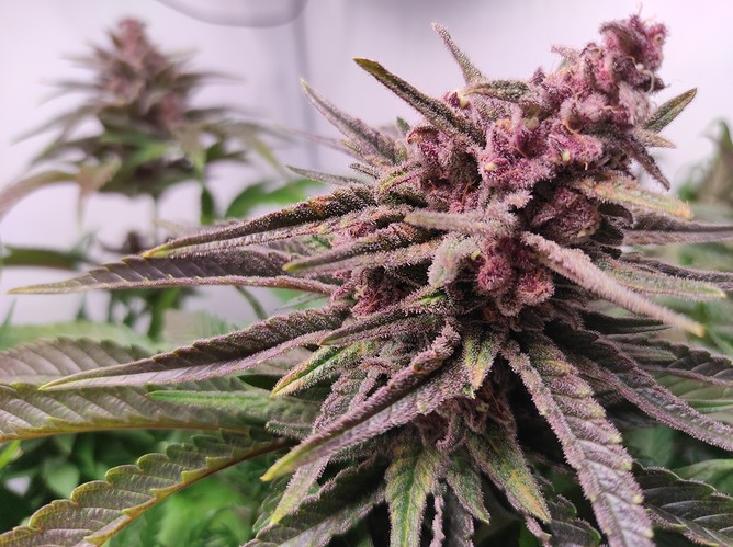 Growreport Bild 3