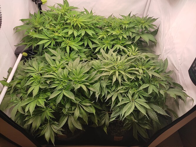 Growreport Bild 4