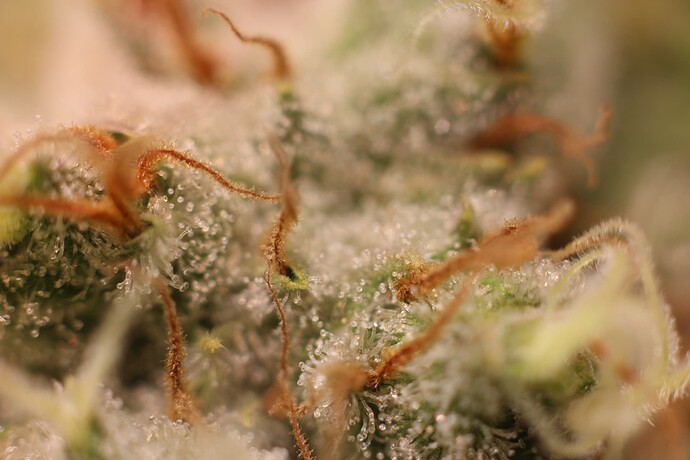 Growreport Bild 5