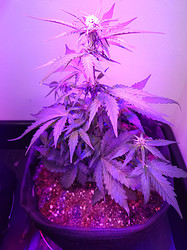 Growreport Bild 6