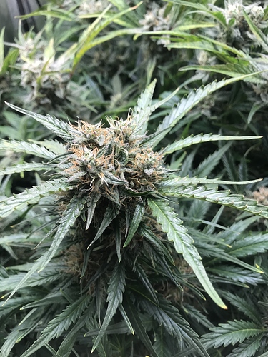 Growreport Bild 5