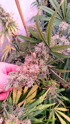 Growreport Bild 3