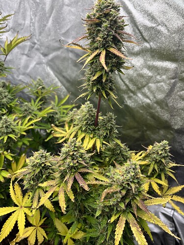 Growreport Bild 2