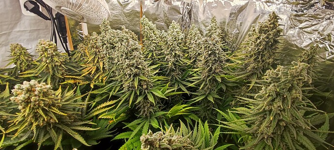 Growreport Bild 12