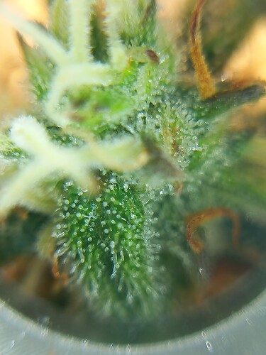 Growreport Bild 4