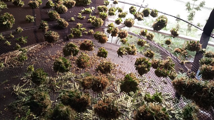 Growreport Bild 41