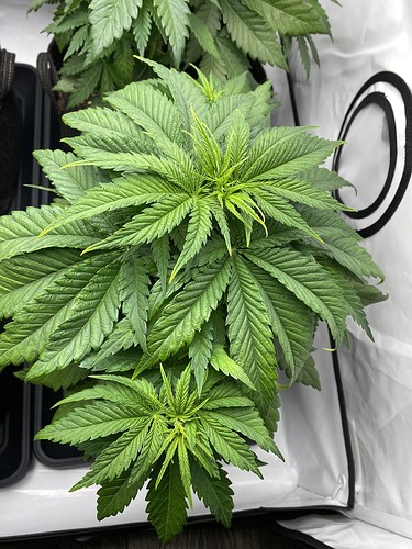 Growreport Bild 7