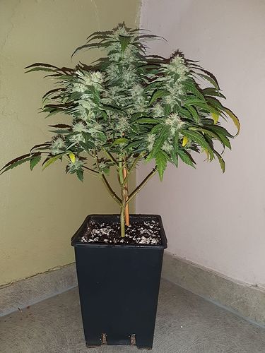 Growreport Bild 1