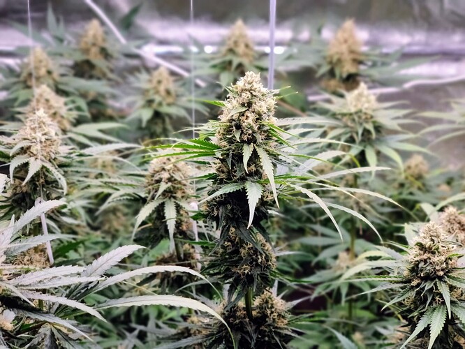 IMG_20220722_211642_Bokeh