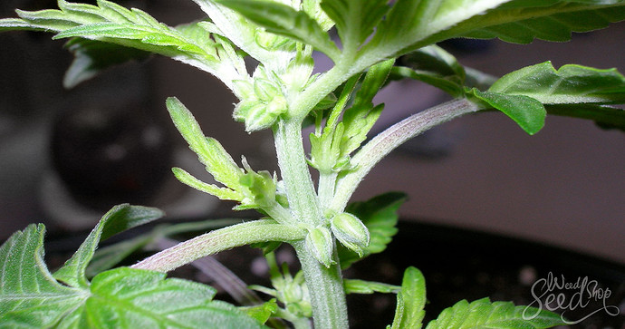 Growreport Bild 12