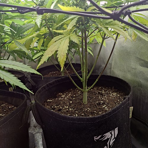 Growreport Bild 12