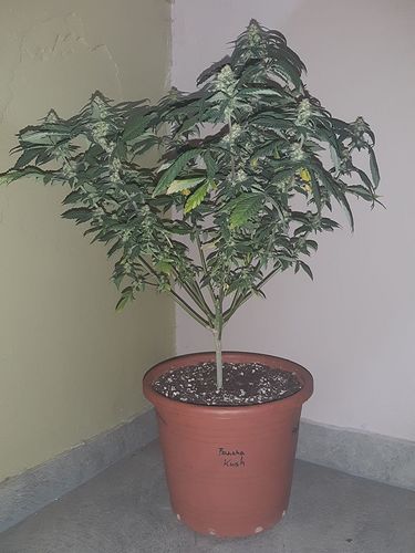 Growreport Bild 1