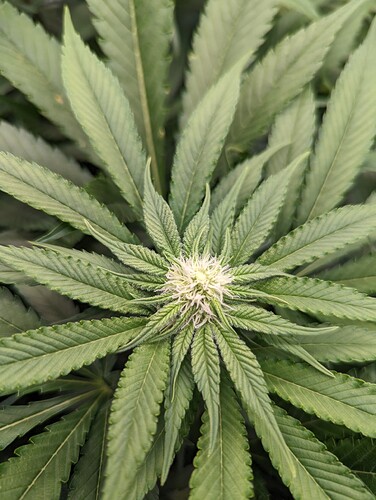 Growreport Bild 5