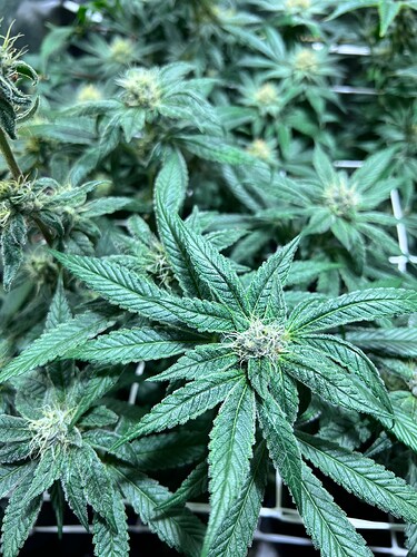 Growreport Bild 17