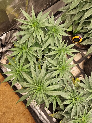 Growreport Bild 52