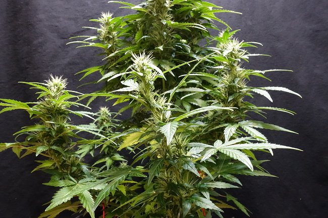 Growreport Bild 20