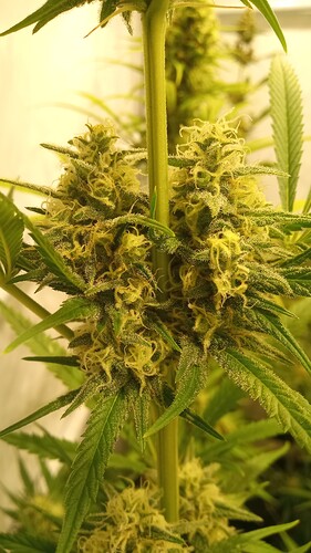 Growreport Bild 9