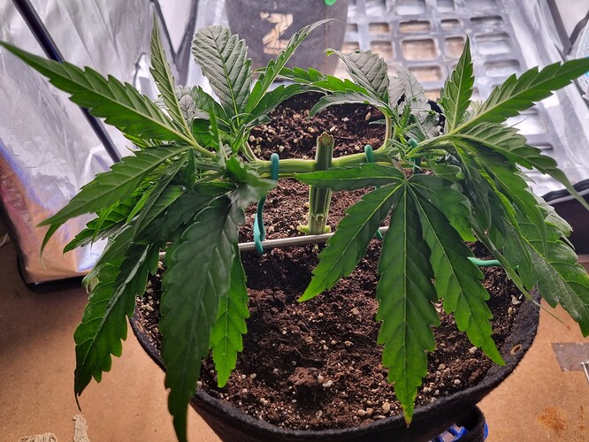 Growreport Bild 4