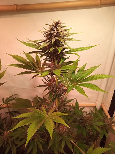 Growreport Bild 97