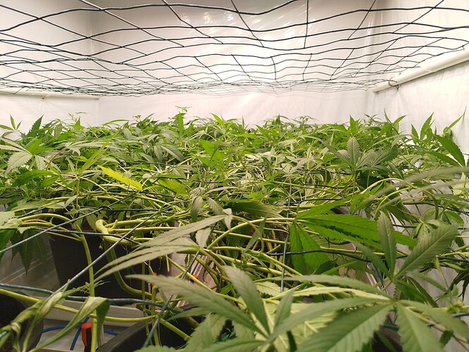 Growreport Bild 1