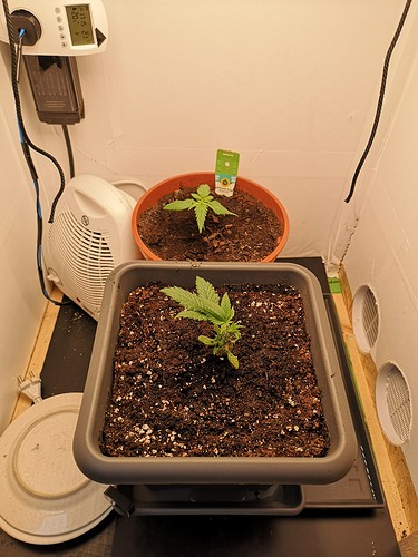 Growreport Bild 4