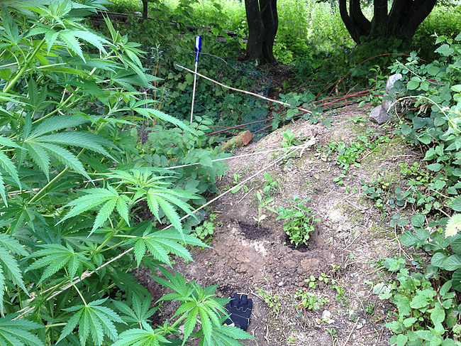 Growreport Bild 26