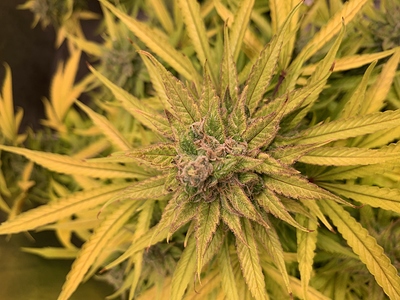 Growreport Bild 4