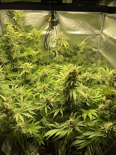 Growreport Bild 5