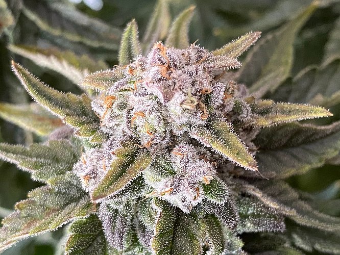 Growreport Bild 38