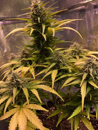 Growreport Bild 4