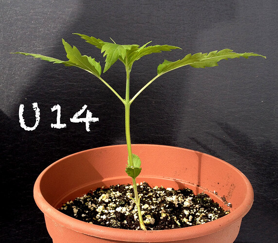 Growreport Bild 19