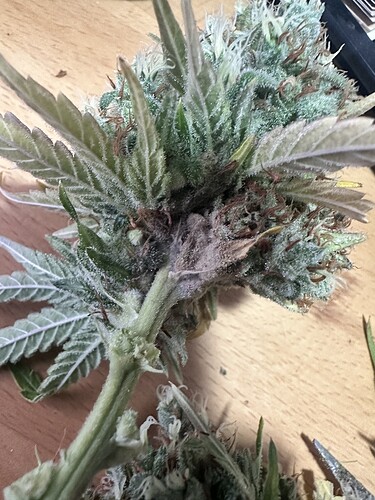 Growreport Bild 2
