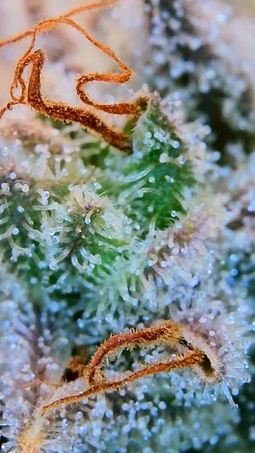 Growreport Bild 5