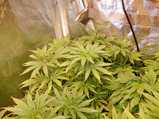 DSCN5409
