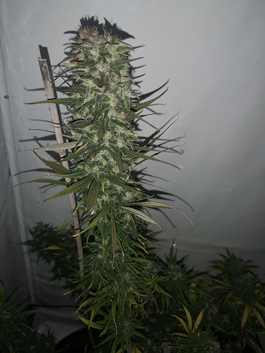 Growreport Bild 7