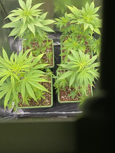 Growreport Bild 4