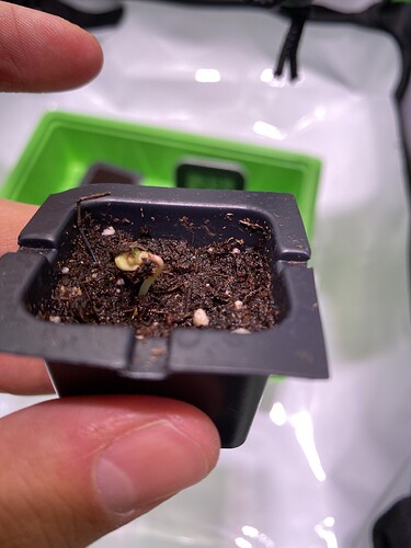 Growreport Bild 13