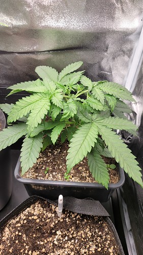 Growreport Bild 4
