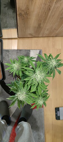 Growreport Bild 3