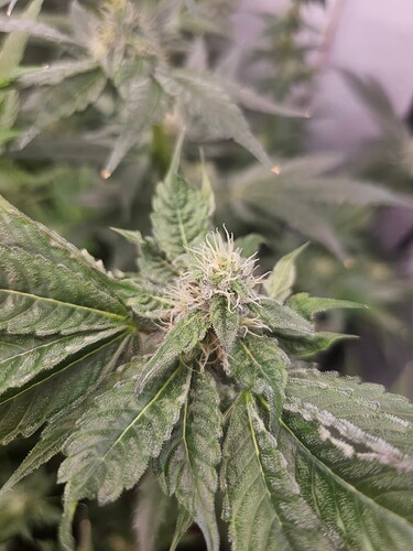 Growreport Bild 19