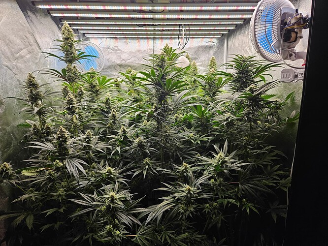 Growreport Bild 44