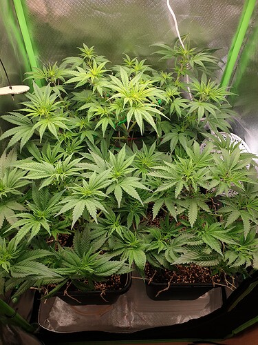 Growreport Bild 2